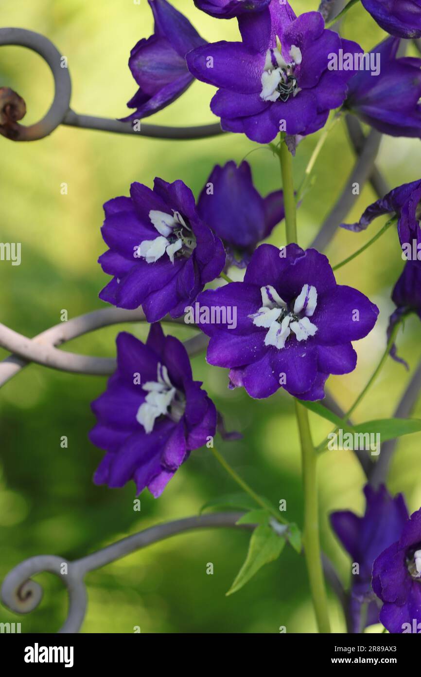 Close-up of dark blue delphinium flowers against a blurry background Stock Photo