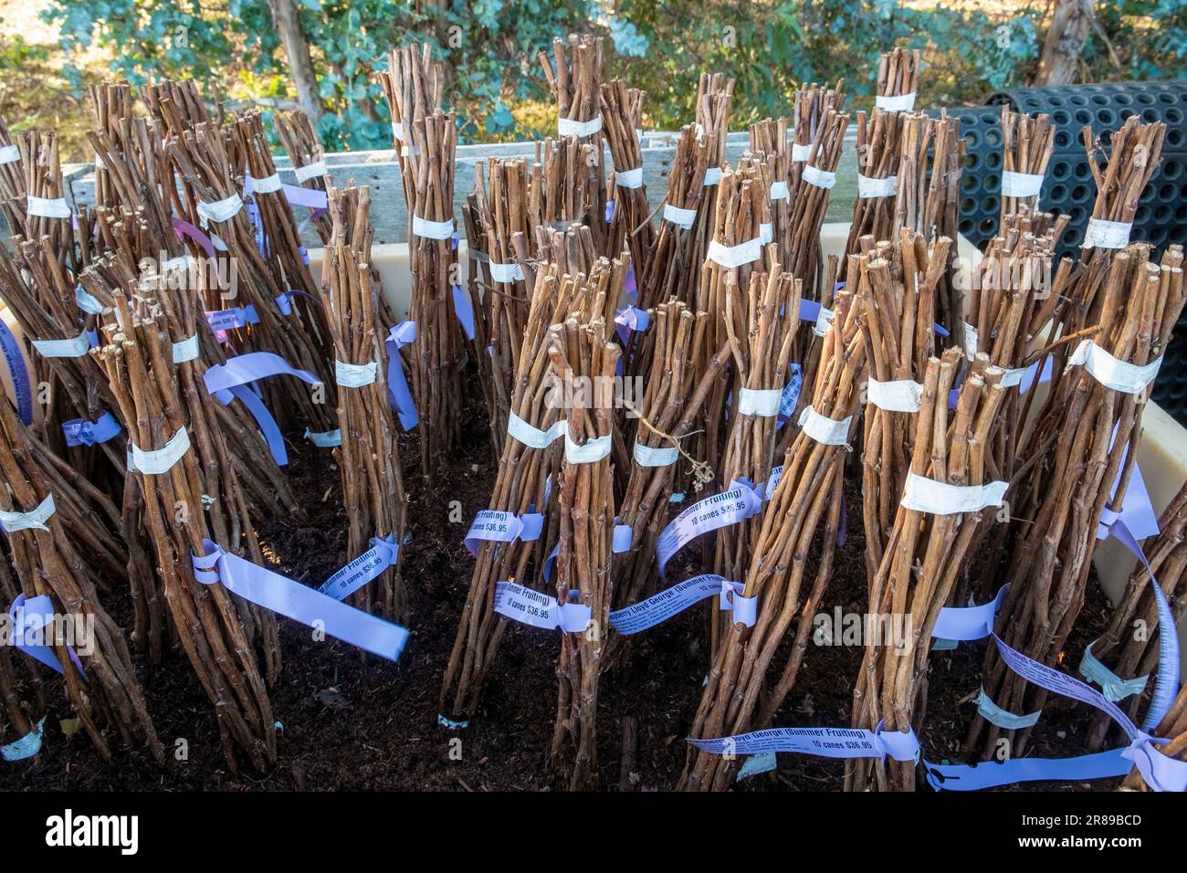 Raspberry canes for propagation for sale at a large nursery Stock Photo