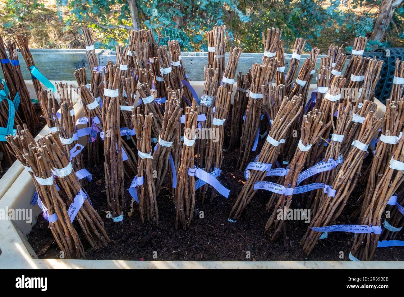 Raspberry canes for propagation for sale at a large nursery Stock Photo