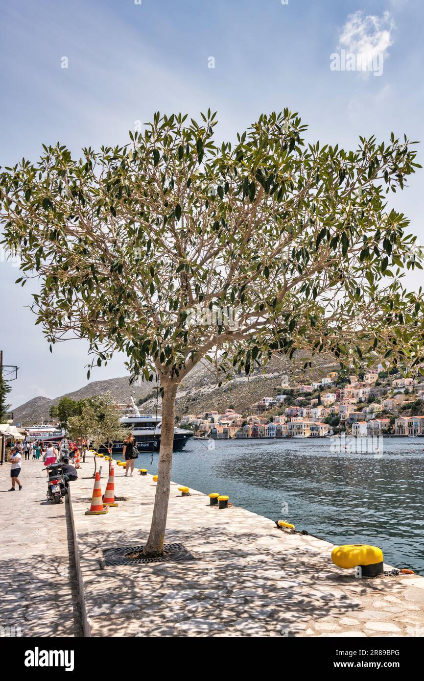 Olivenbaum am Hafen von Symi Stock Photo