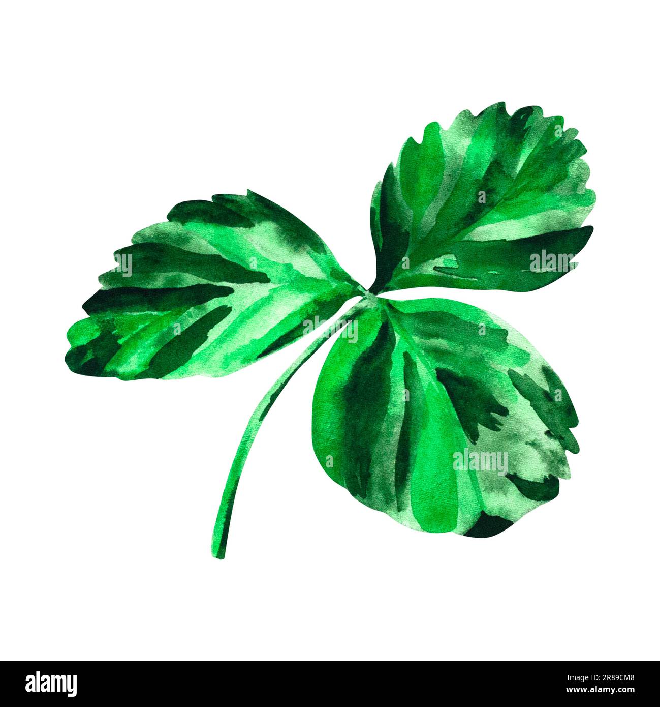 Strawberry watercolor leaf. Botanical illustration of a green