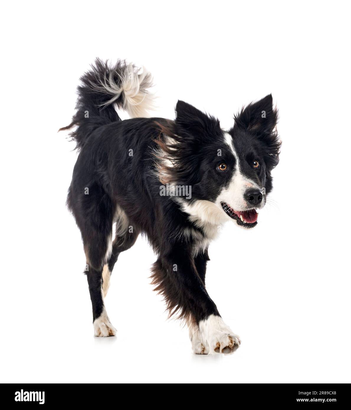 young border collie in front of white background Stock Photo