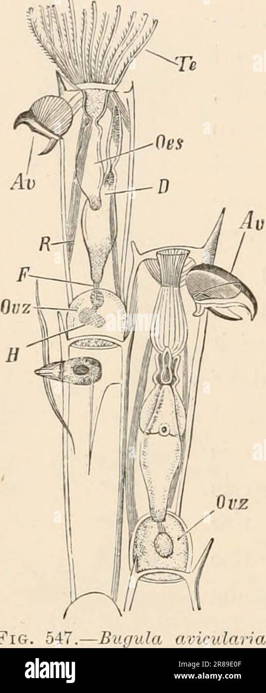 'Elementary text-book of zoology' (1884) Stock Photo