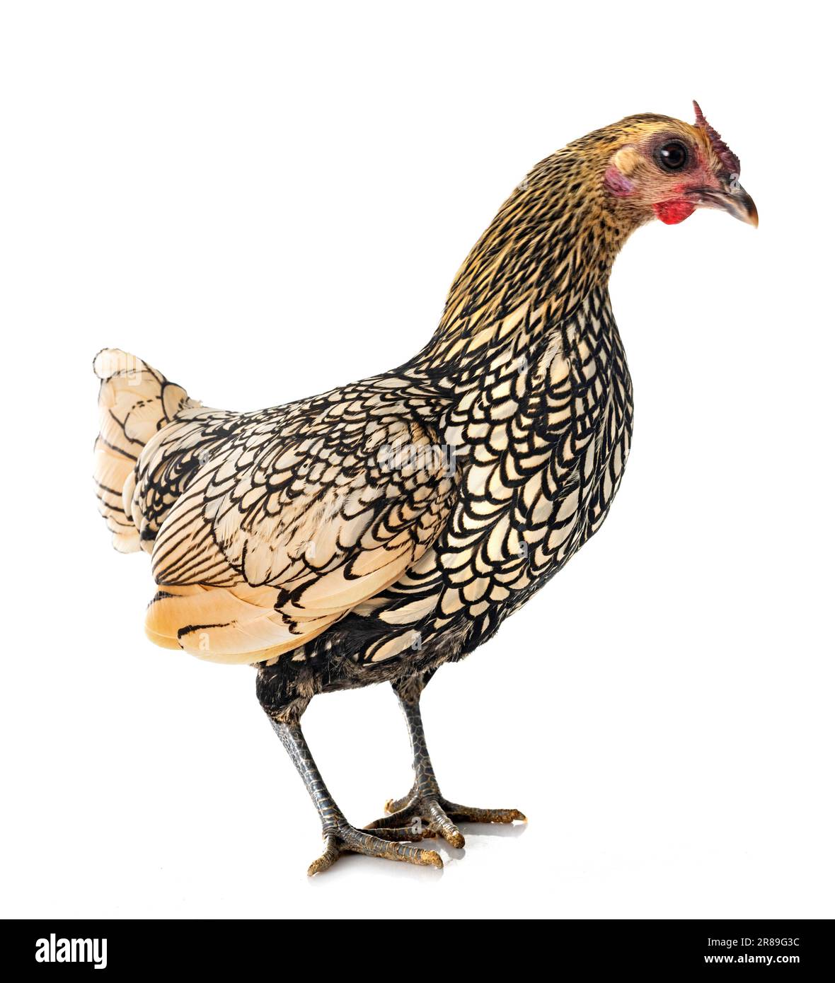 Sebright chicken in front of white background Stock Photo