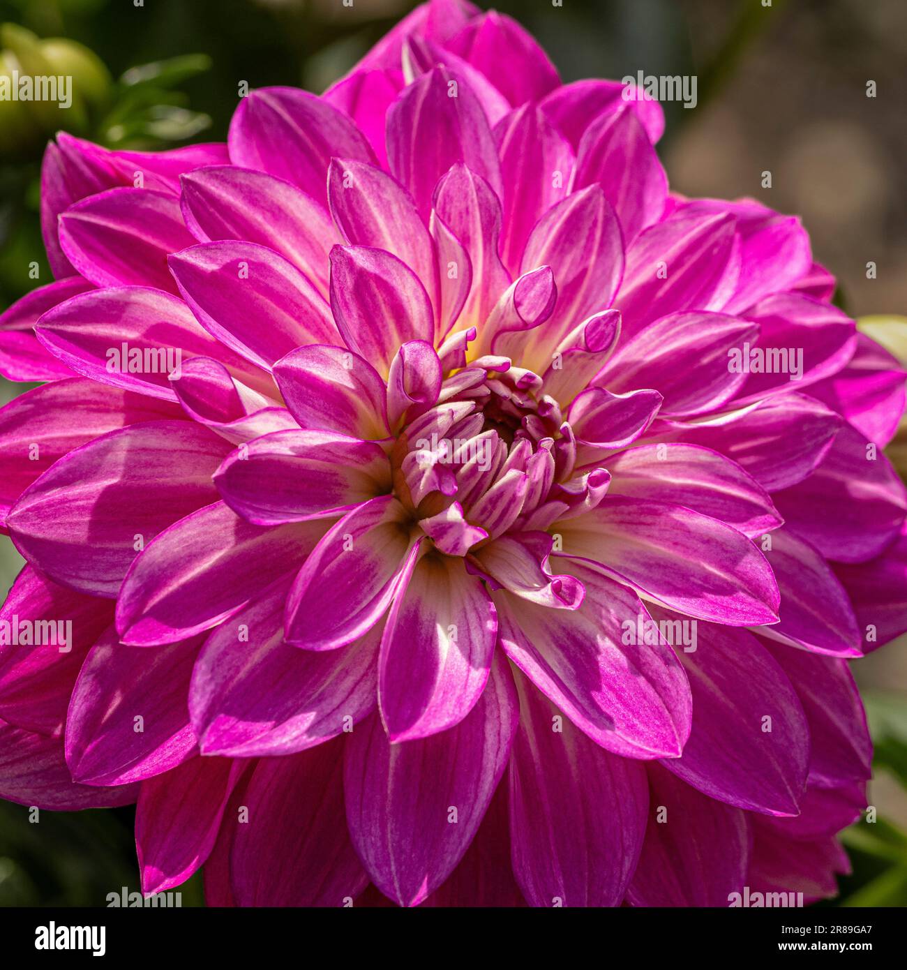 Close-up of the pink and white flower of Dahlia April Dawn growing in a