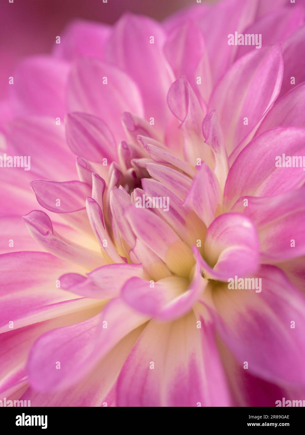 Pale pink dahlia hi-res stock photography and images - Alamy