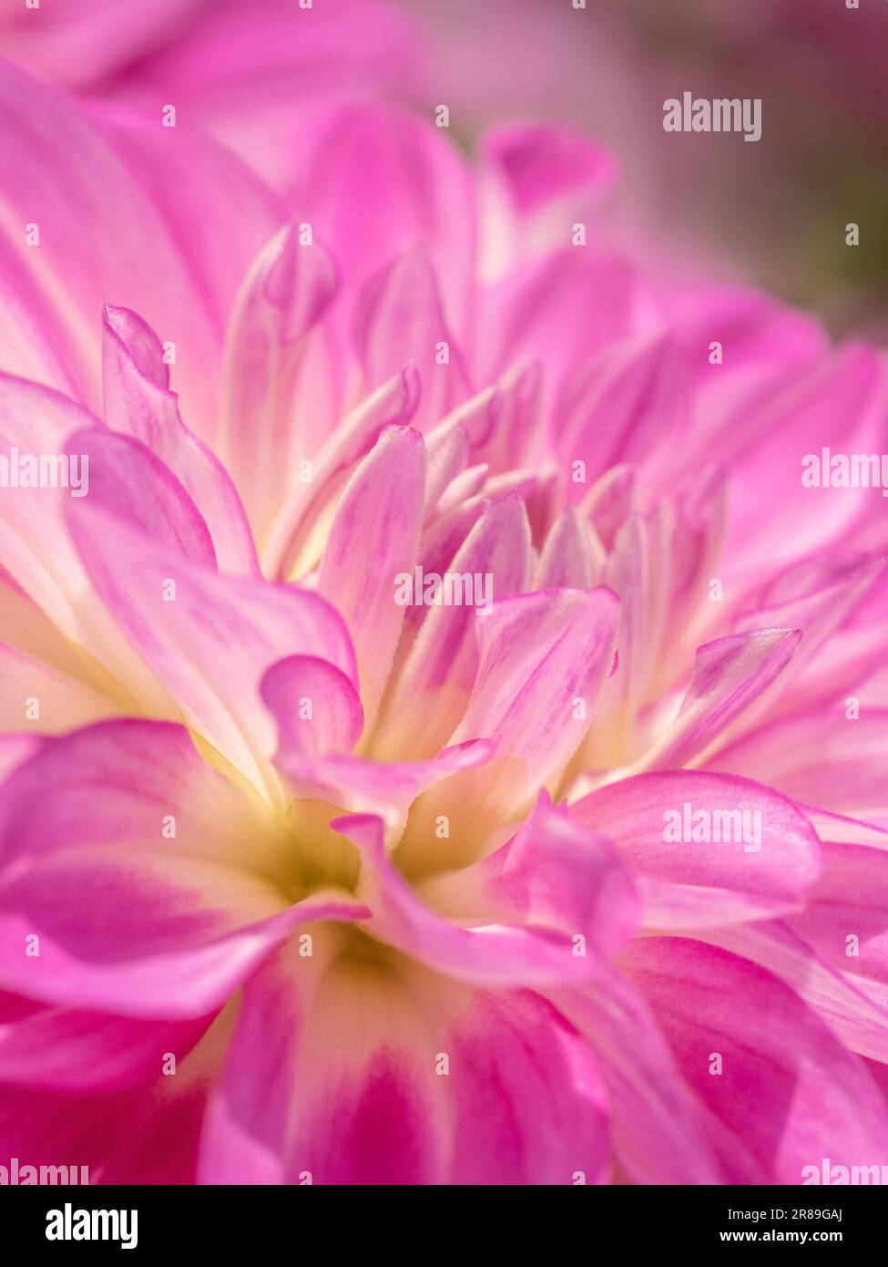 Pale pink dahlia hi-res stock photography and images - Alamy