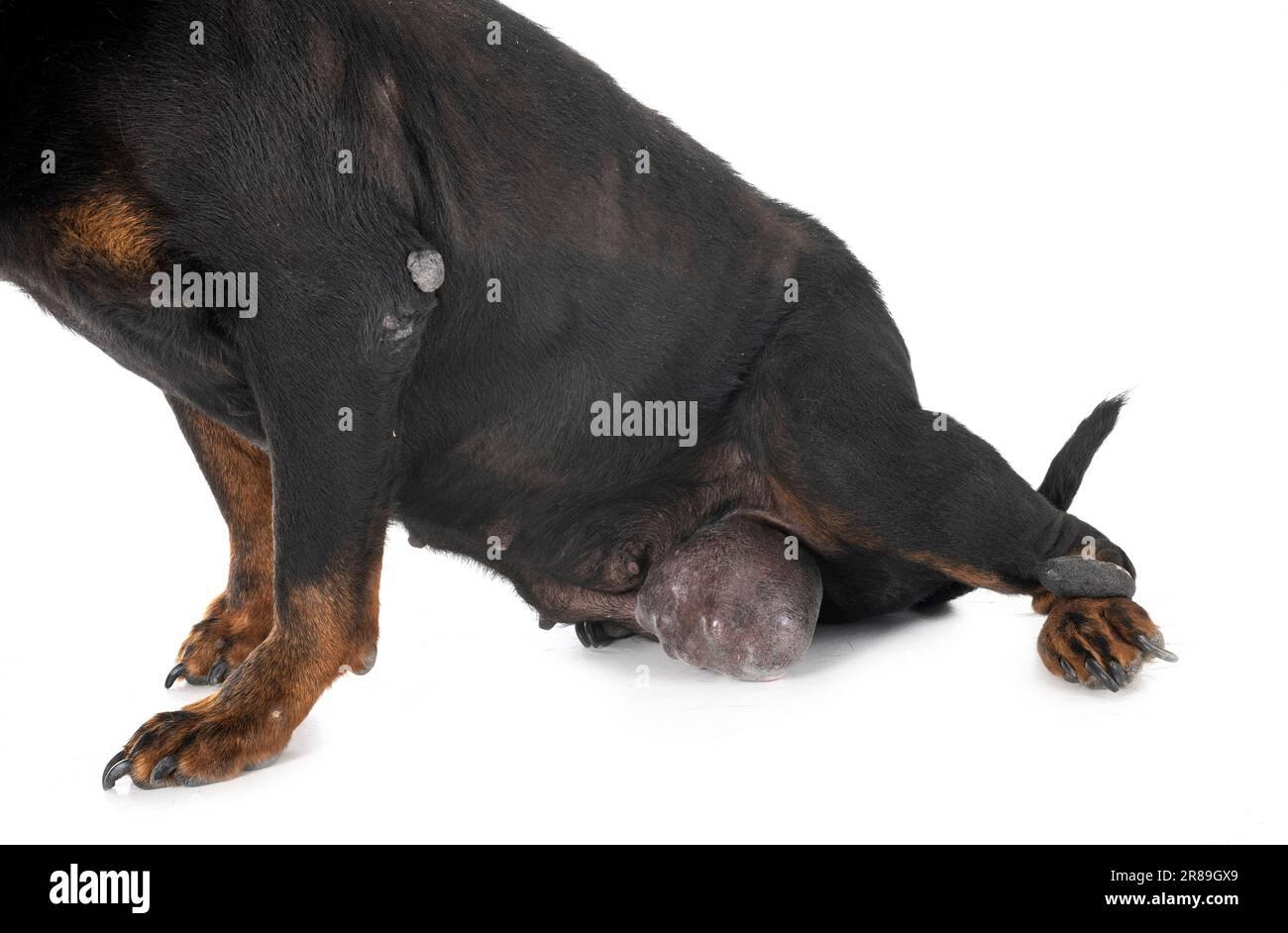 rottweiler tumor in front of white background Stock Photo