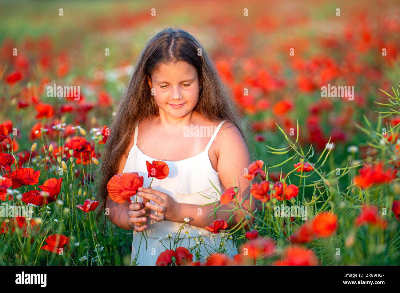pretty little girl wearing white dress in summer blooming poppy field ...