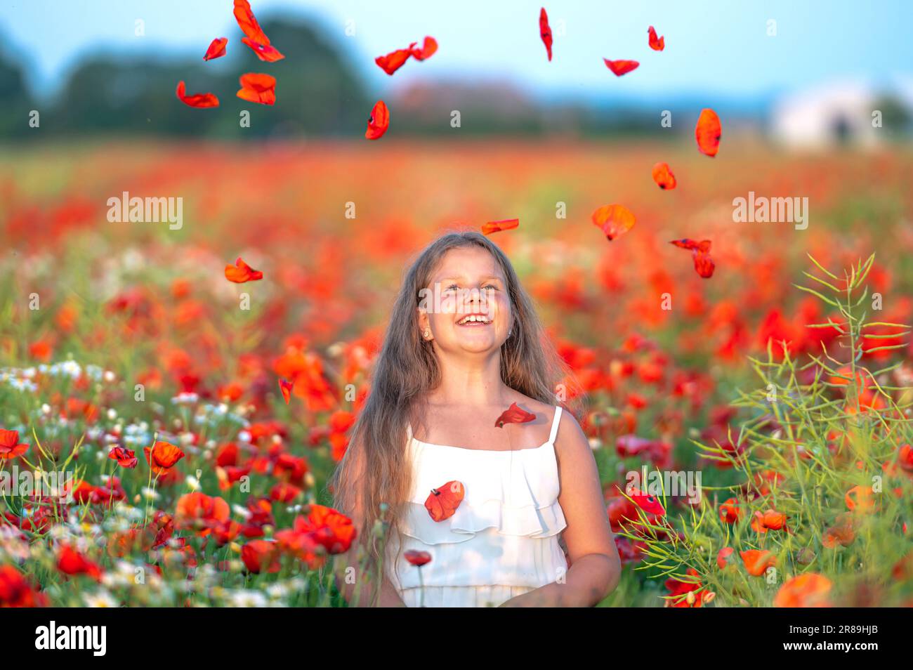 pretty little girl wearing white dress in summer blooming poppy field ...