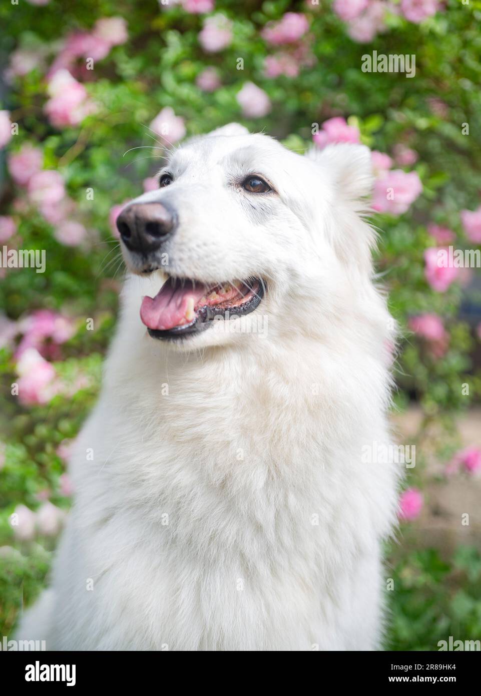 White Swiss Shepherd Dog in a garden in spring Stock Photo