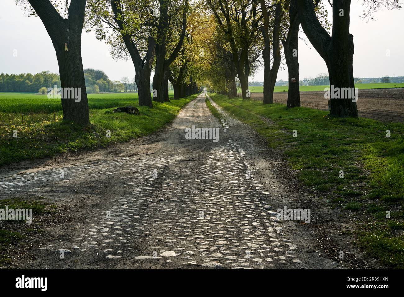 Grass growing along rural road hi-res stock photography and images - Alamy