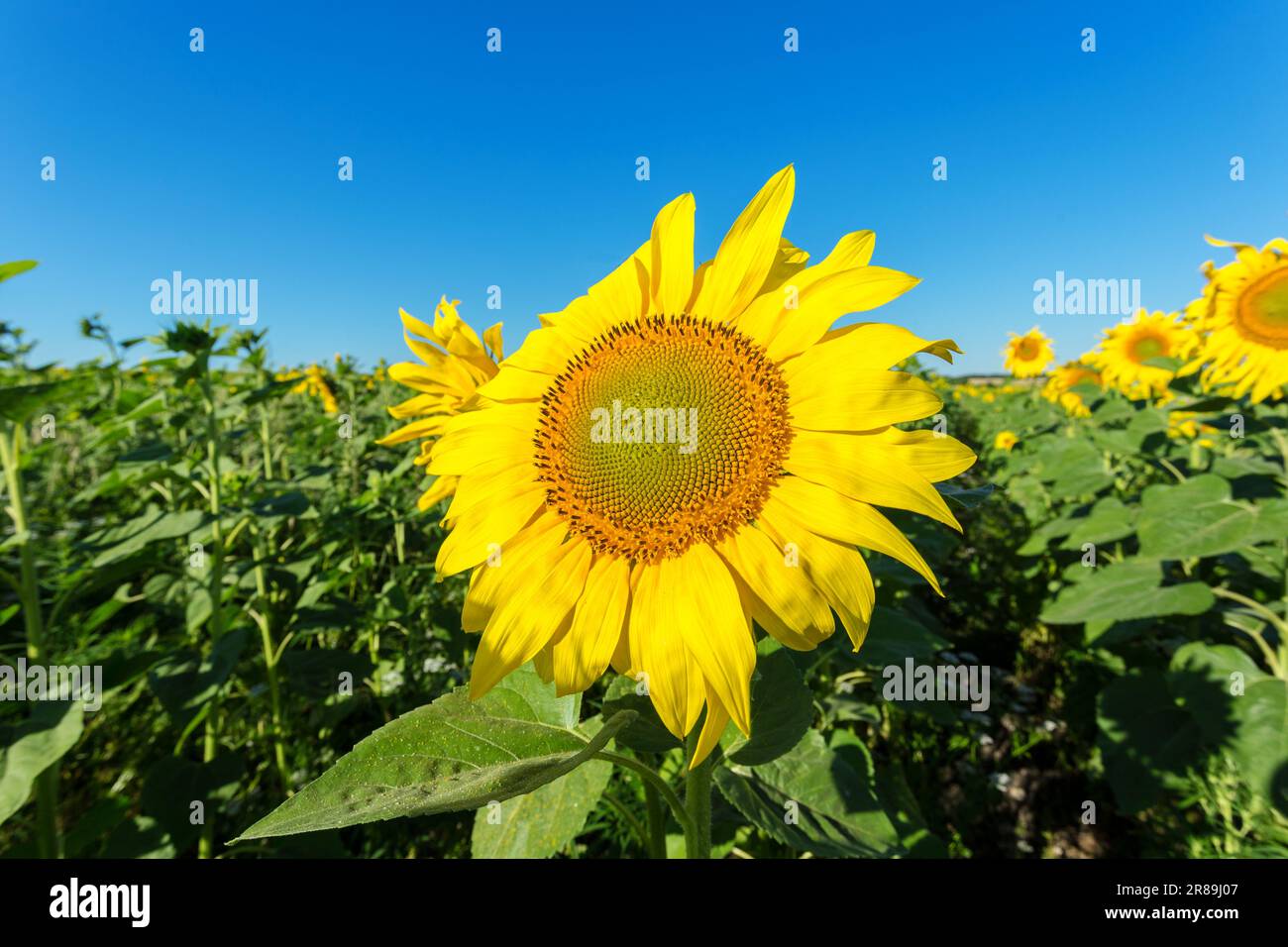 Yellow field of sunflowers Stock Photo - Alamy