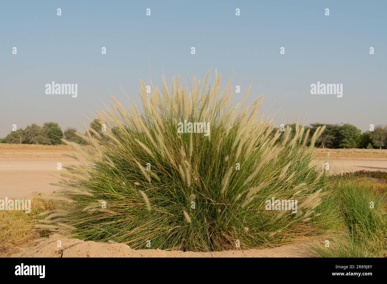 Large bush of Ornamental grass growing at the Al Marmoom Desert