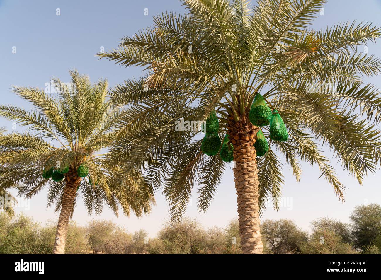 View of a two date palm trees with dates covered in green netting bags