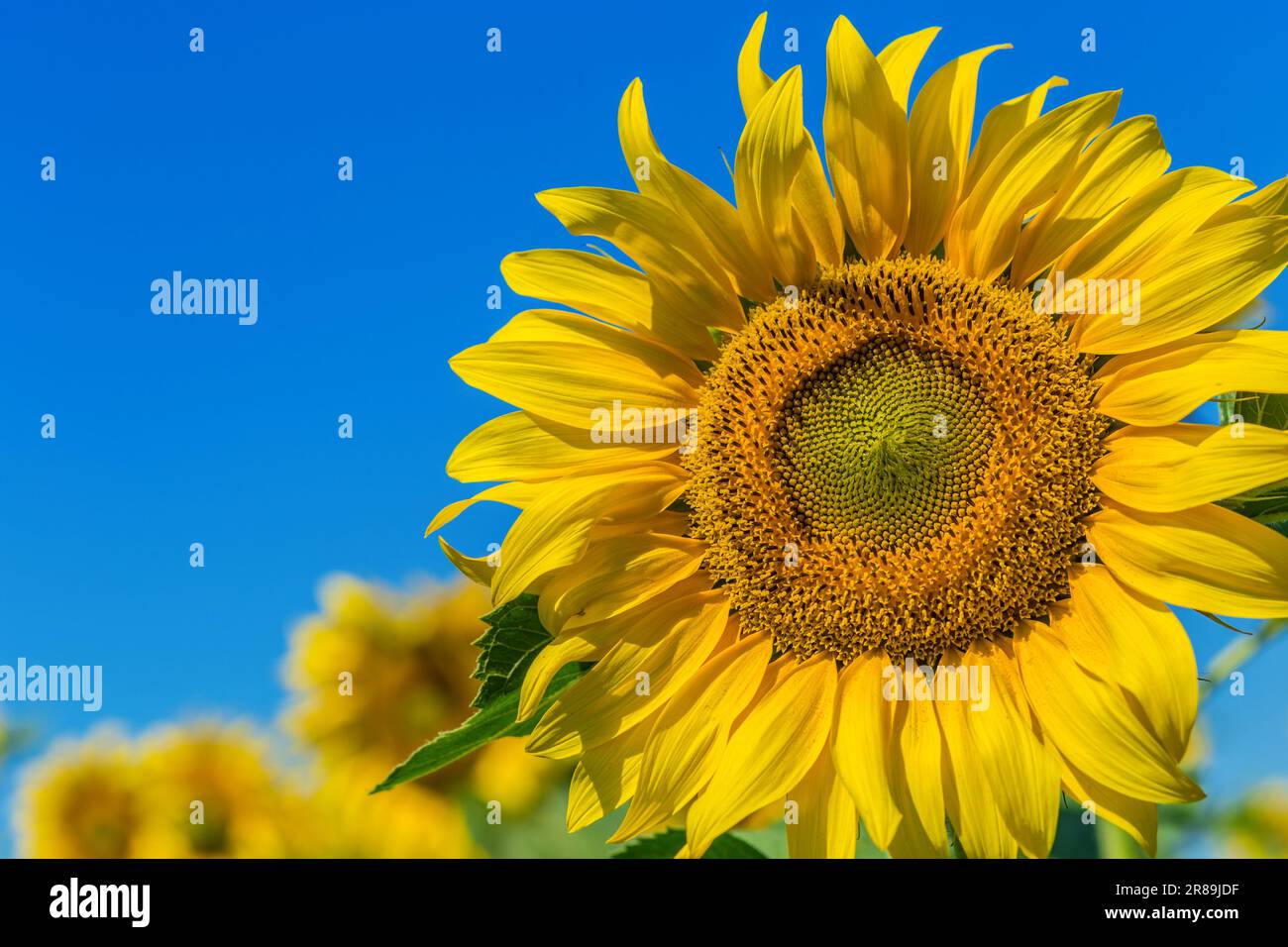 Yellow field of sunflowers Stock Photo - Alamy