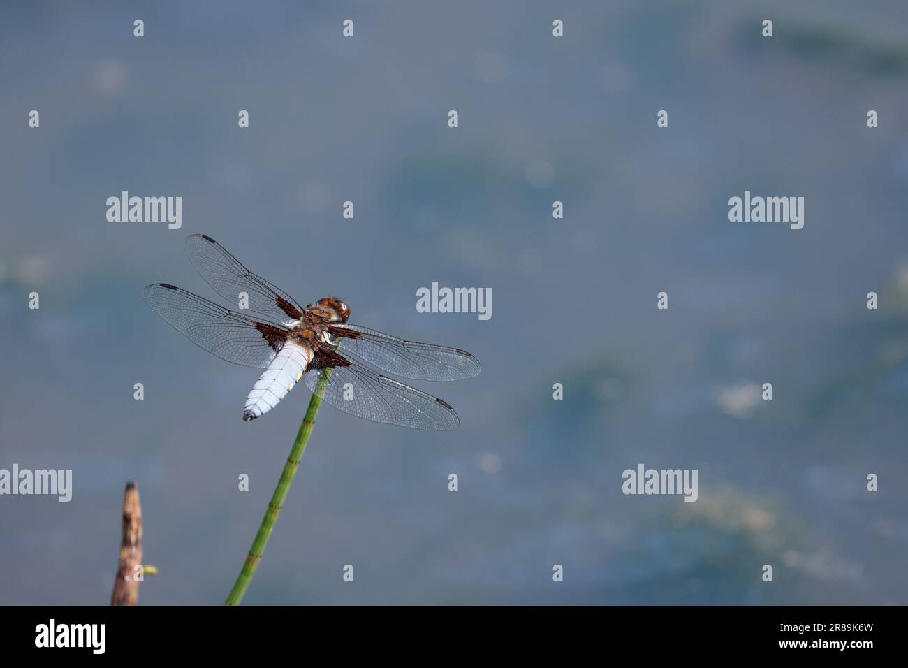 Blue male broad-bodied chaser Libellula depressa, broad flattened sky blue abdomen with small yellow dots on sides brown wing base dark dash on wings Stock Photo