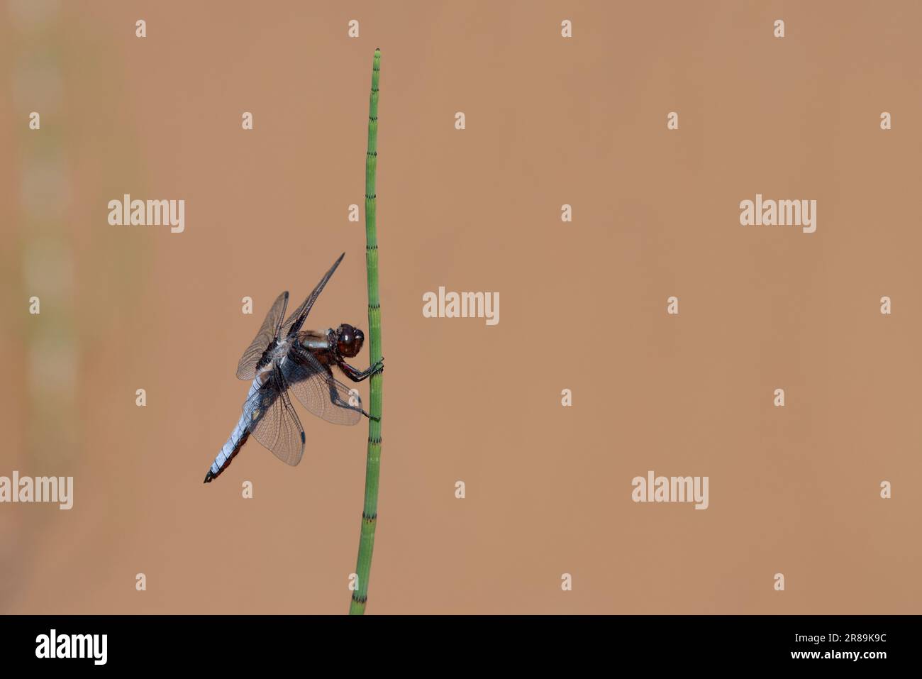 Blue male broad-bodied chaser Libellula depressa, broad flattened sky blue abdomen with small yellow dots on sides brown wing base dark dash on wings Stock Photo