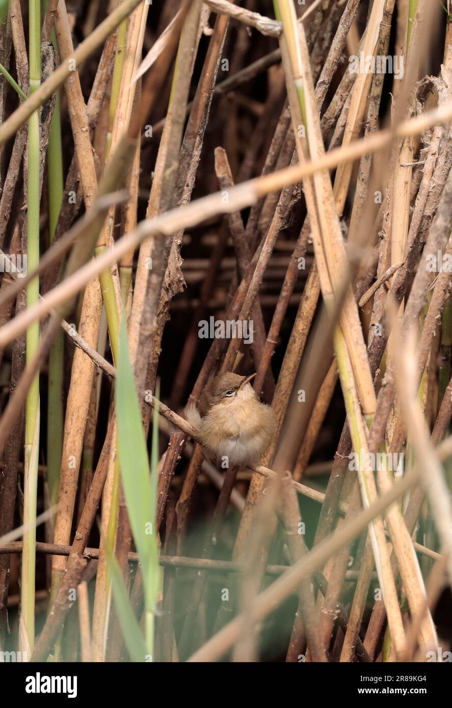 Reed warbler Acrocephalus scirpaceus, sandy brown upperparts paler underparts dark legs brown eyes active perched  in reeds and waterside vegetation Stock Photo