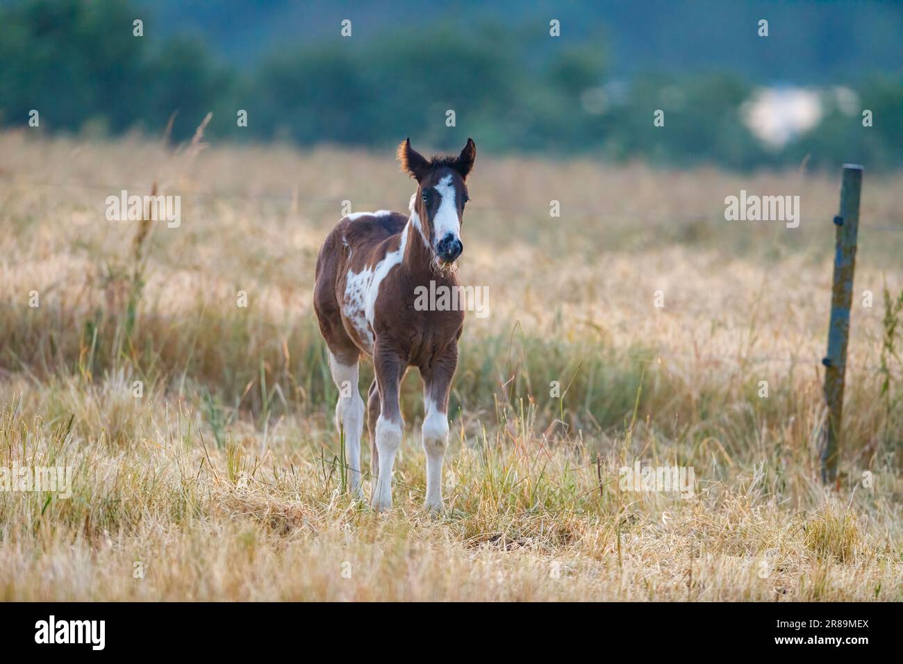 A young foal o a meadow Stock Photo