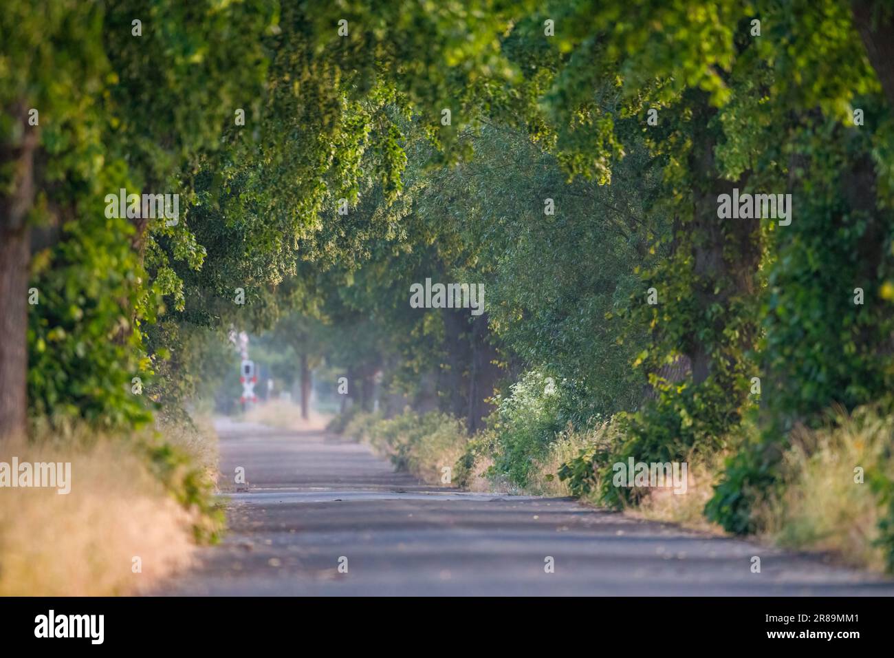 An Alley of trees in the morning Stock Photo - Alamy
