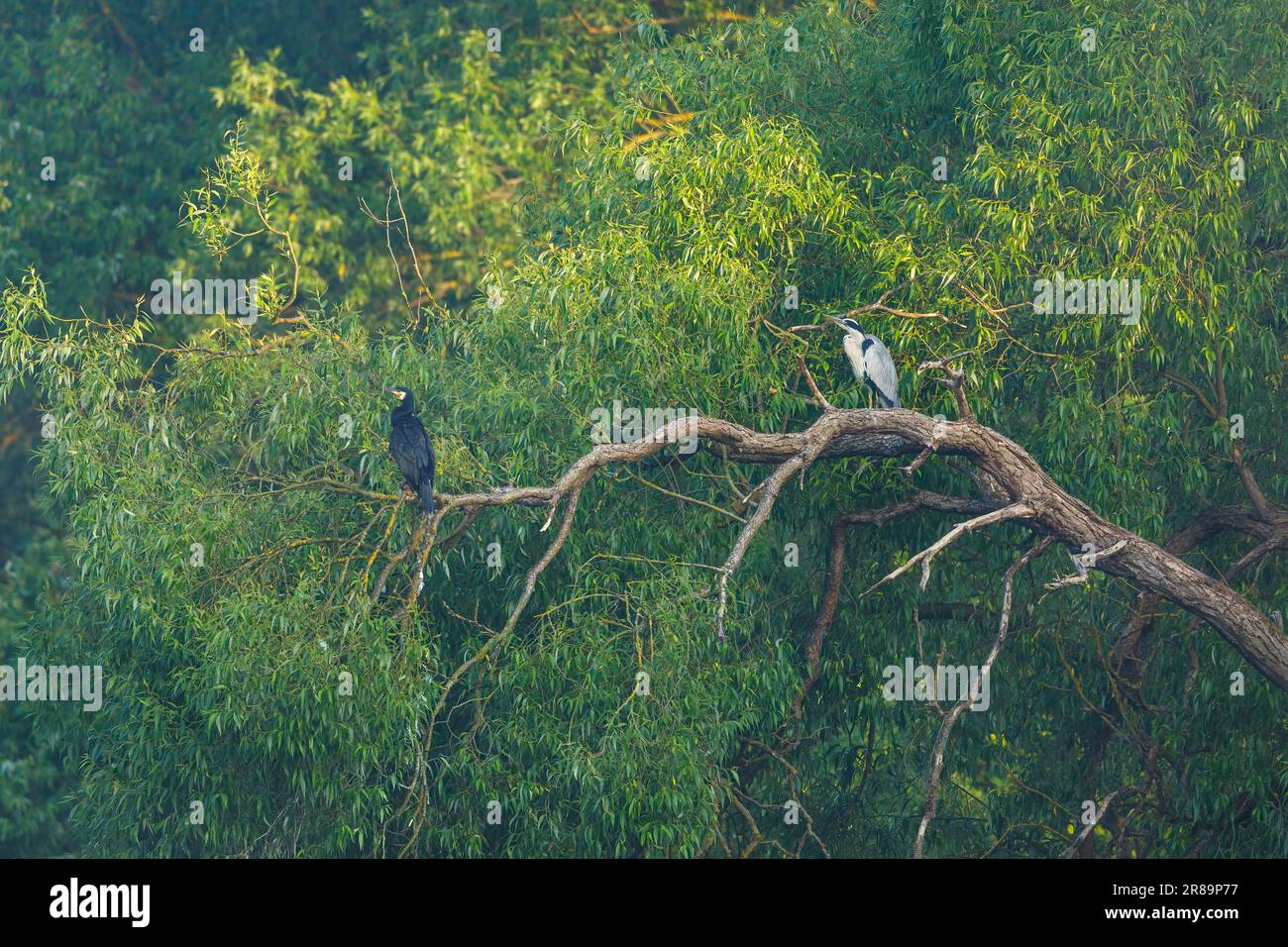 A heron and a cormorant in the trees of the wetlands Stock Photo