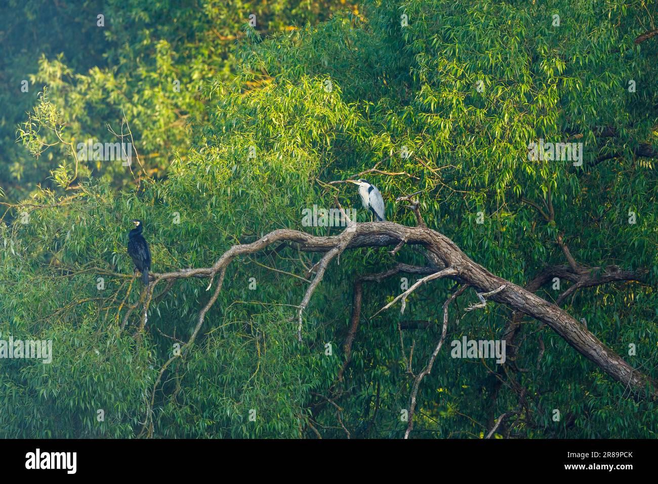 A heron and a cormorant in the trees of the wetlands Stock Photo
