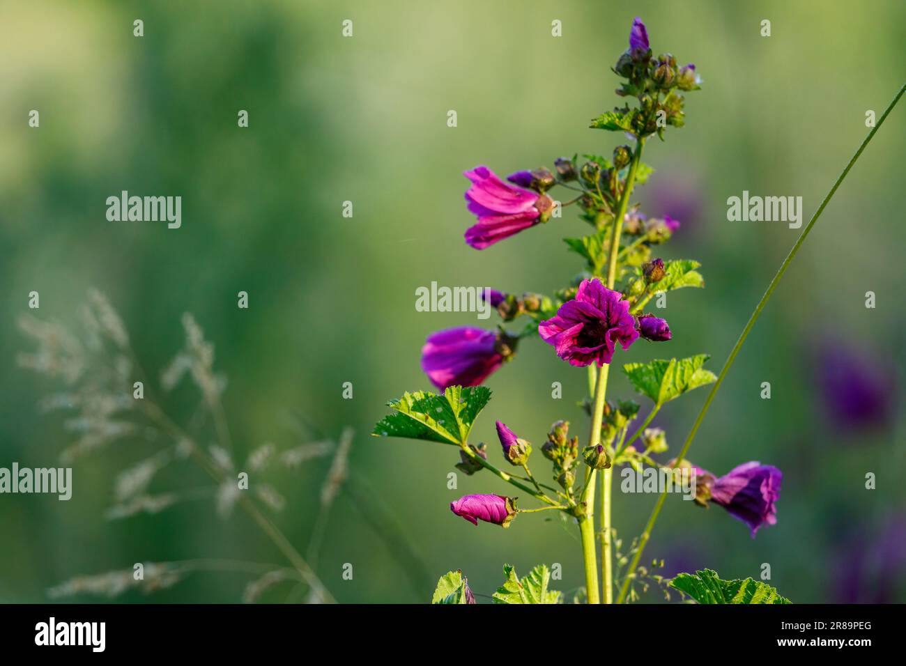 A purple wild mallow on a meadow Stock Photo