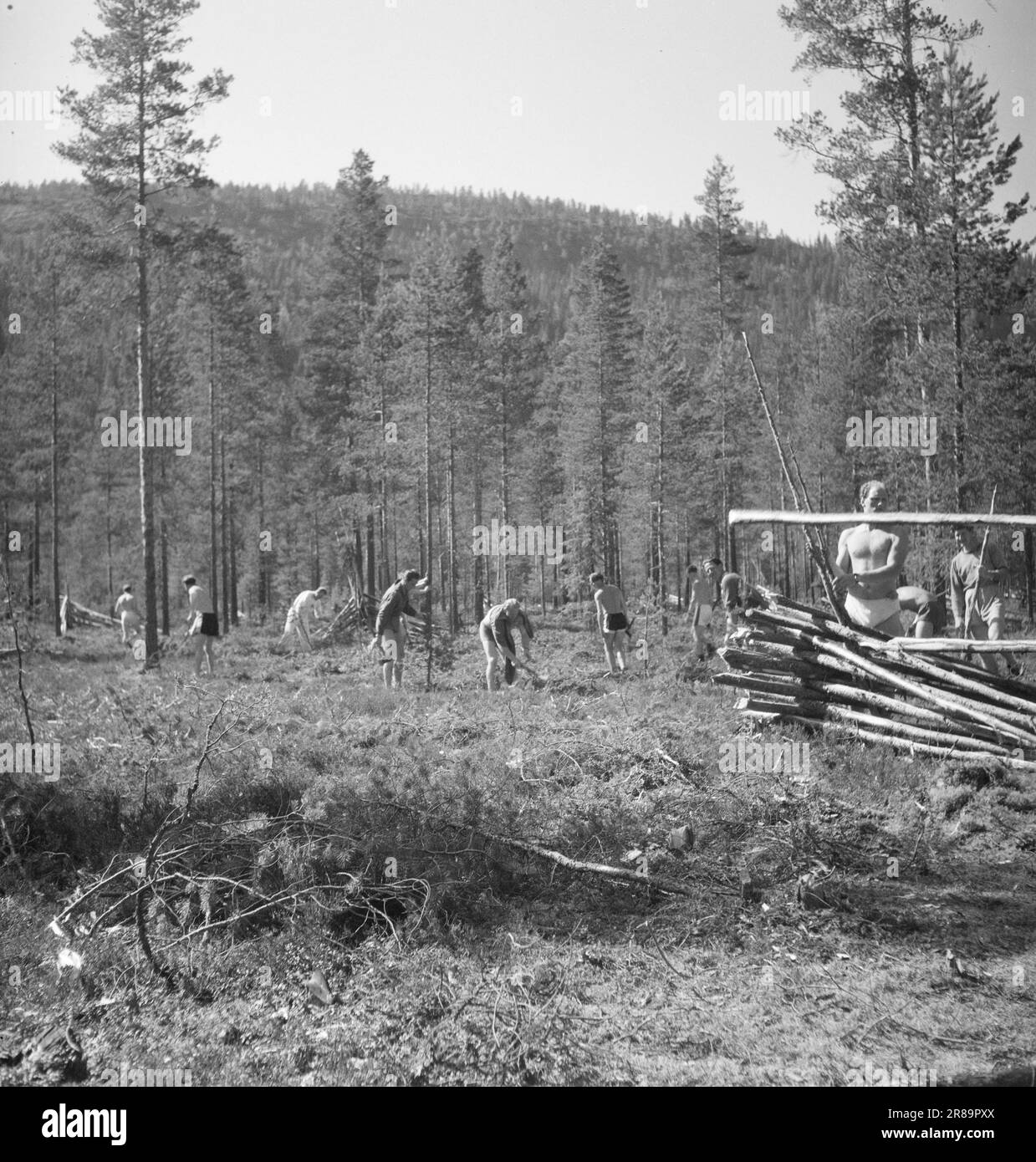 Actual 13-3-1947: The training camp in Eggedal Olympia training in Eggedal  Under the leadership of the Swedish Athletics Federation's national coach, Kaare Meidell Sundal, runners, jumpers and throwers have undergone a short training course with a view to possible participation in the Olympics in London next year.  Strengthening the body during forestry work is an ideal form of exercise. Here, work and training go hand in hand. It is much better than the rigid and stereotypical line gymnastics. - Some of the throwers are in the process of chopping and clearing while others are stacking rice. Stock Photo