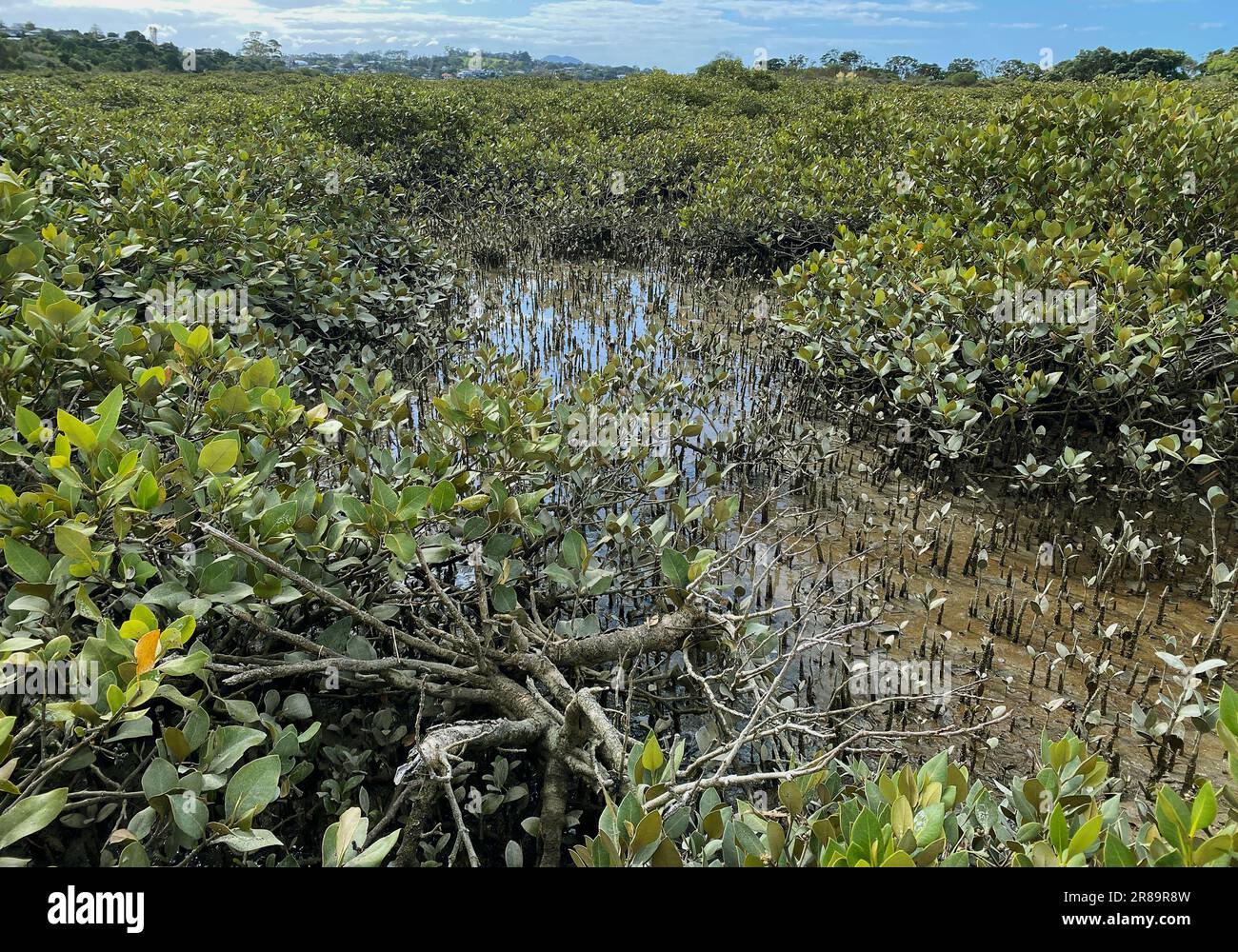 Green young Mangrove trees and pnematophores - roots growing from the bottom up for gas exchange. Planting mangroves in coastal sea lane, New Zealand. Stock Photo