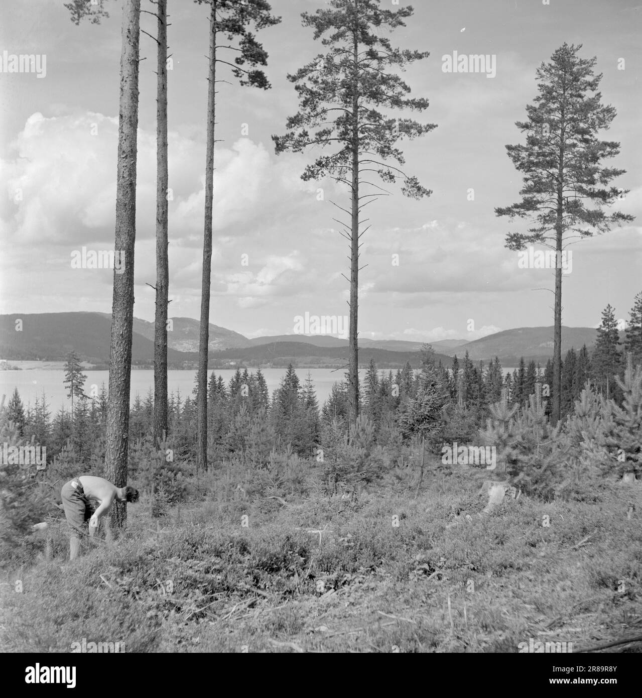 Actual 16-1950: Piano fingers around the ax handleThis summer, Ungdommens Arbeidstiltak has organized a camp for young people who want to do something useful during the holidays while also having a healthy time in the woods and fields.  The place chosen for this camp is by Hurdalssjøen, far from people and in thick forest. Here, major work is being done that previously had not been carried out due to a lack of experienced foresters.  Photo: Sverre A. Børretzen / Aktuell / NTB ***PHOTO NOT IMAGE PROCESSED*** Stock Photo