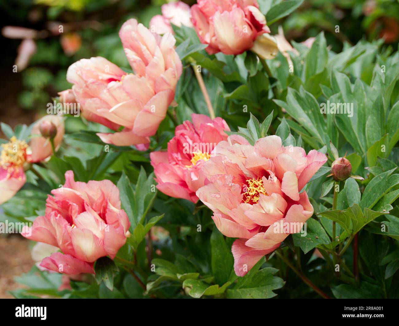 Peony "Copper Kettle" in full bloom Stock Photo Alamy