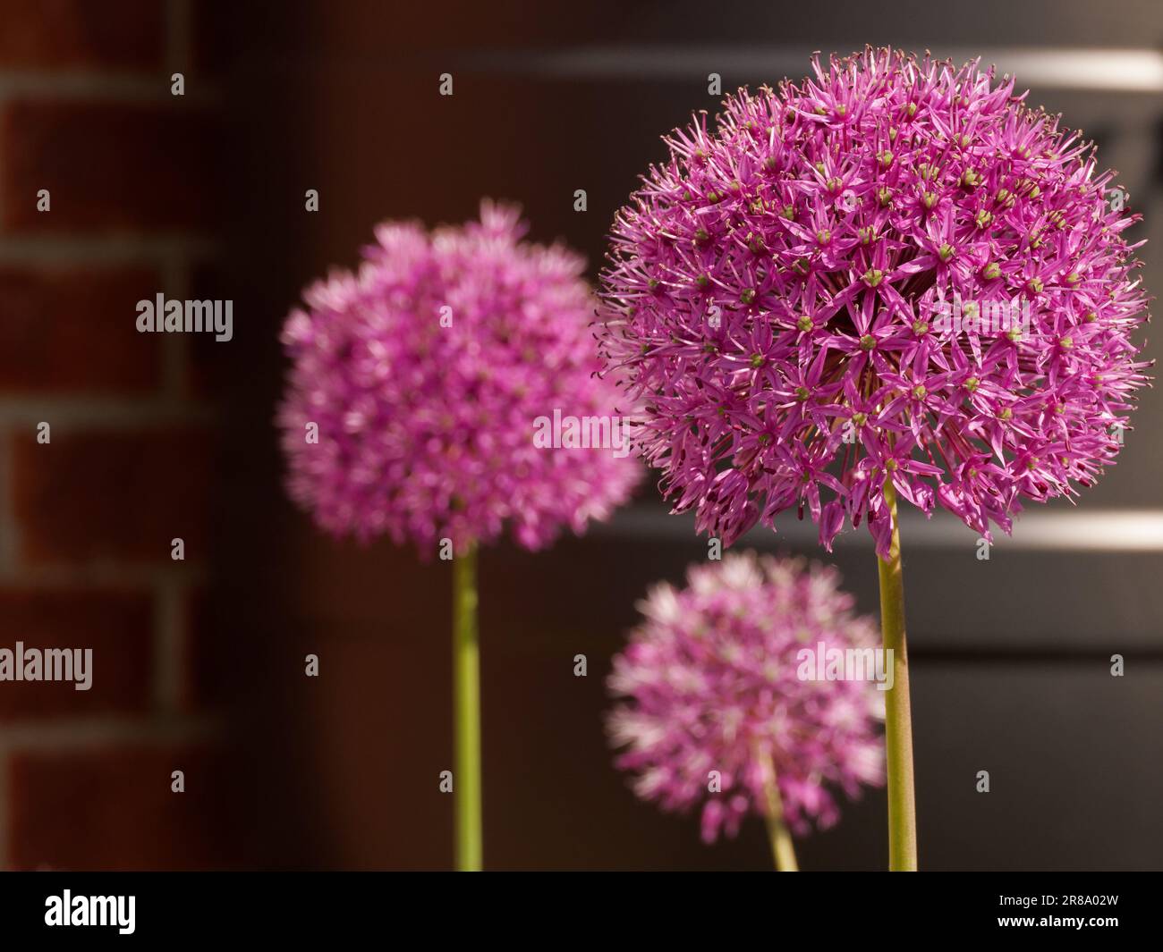 Allium Flower Heads at different distances in A Mixed Border with a water barrel in the background. Stock Photo