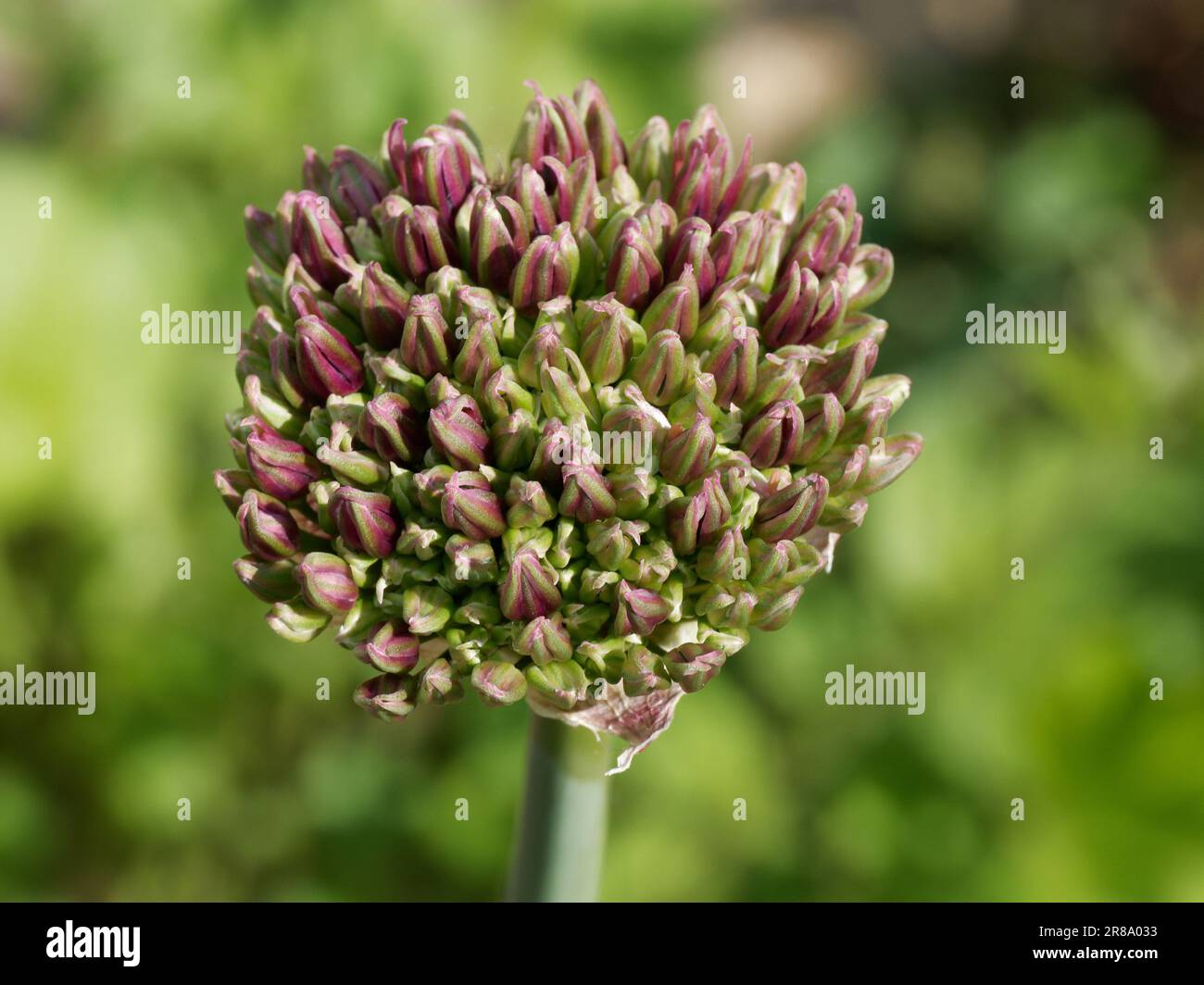 Allium Flower Heads in a mixed border Stock Photo