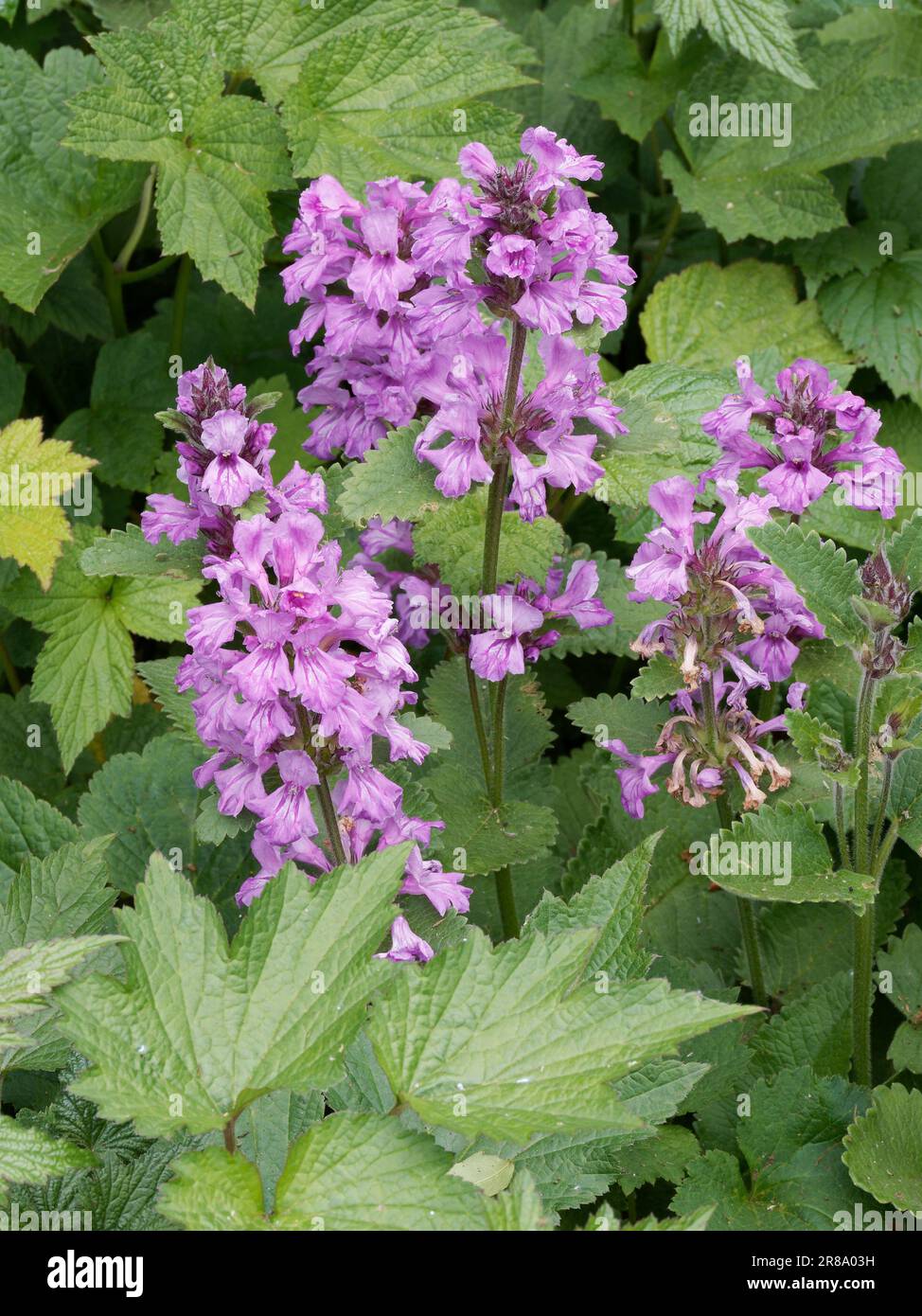 Big Betony, Stachys Macrantha Stock Photo