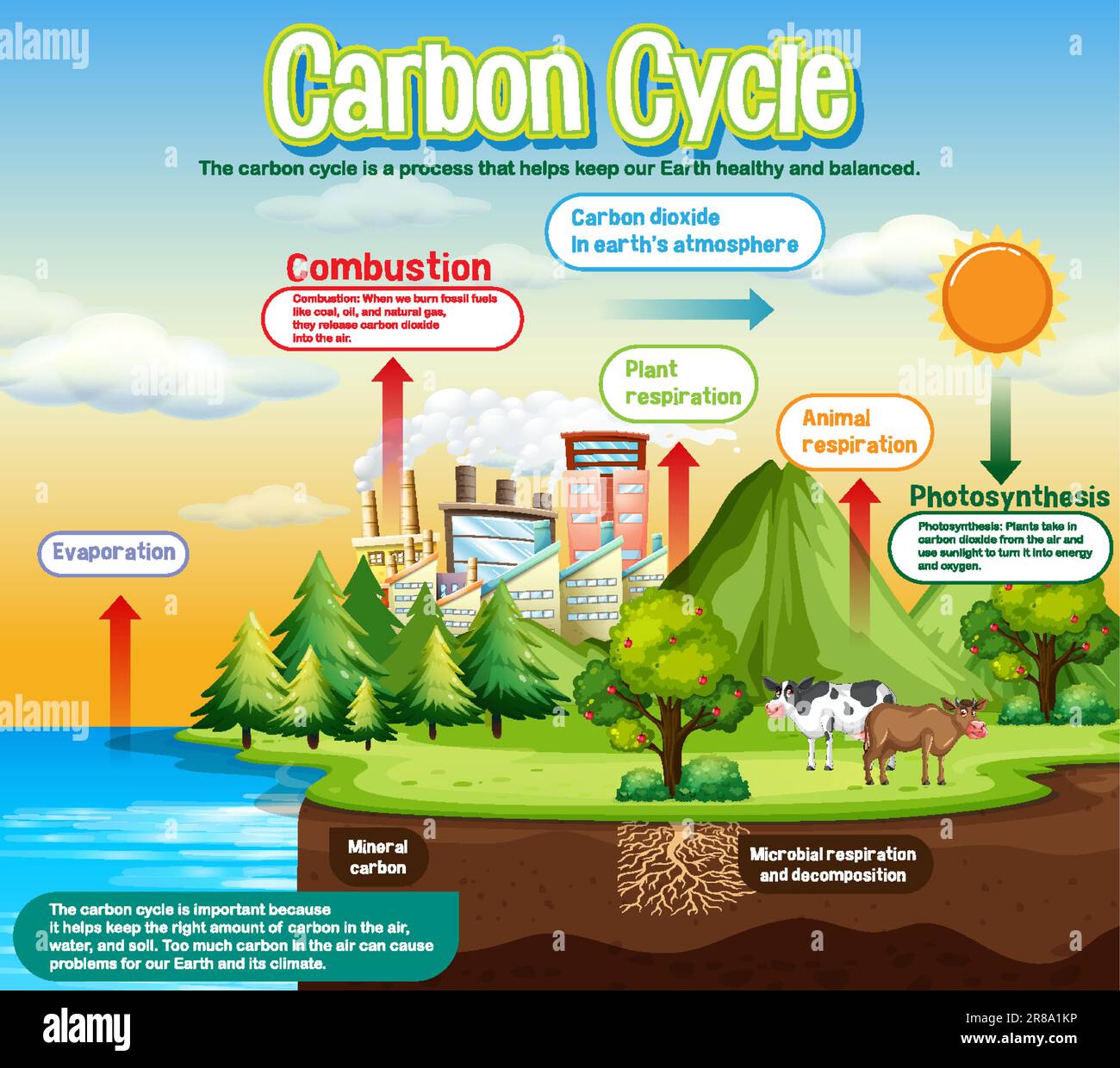 Carbon Cycle Diagram for Science Education illustration Stock Vector Image & Art Alamy