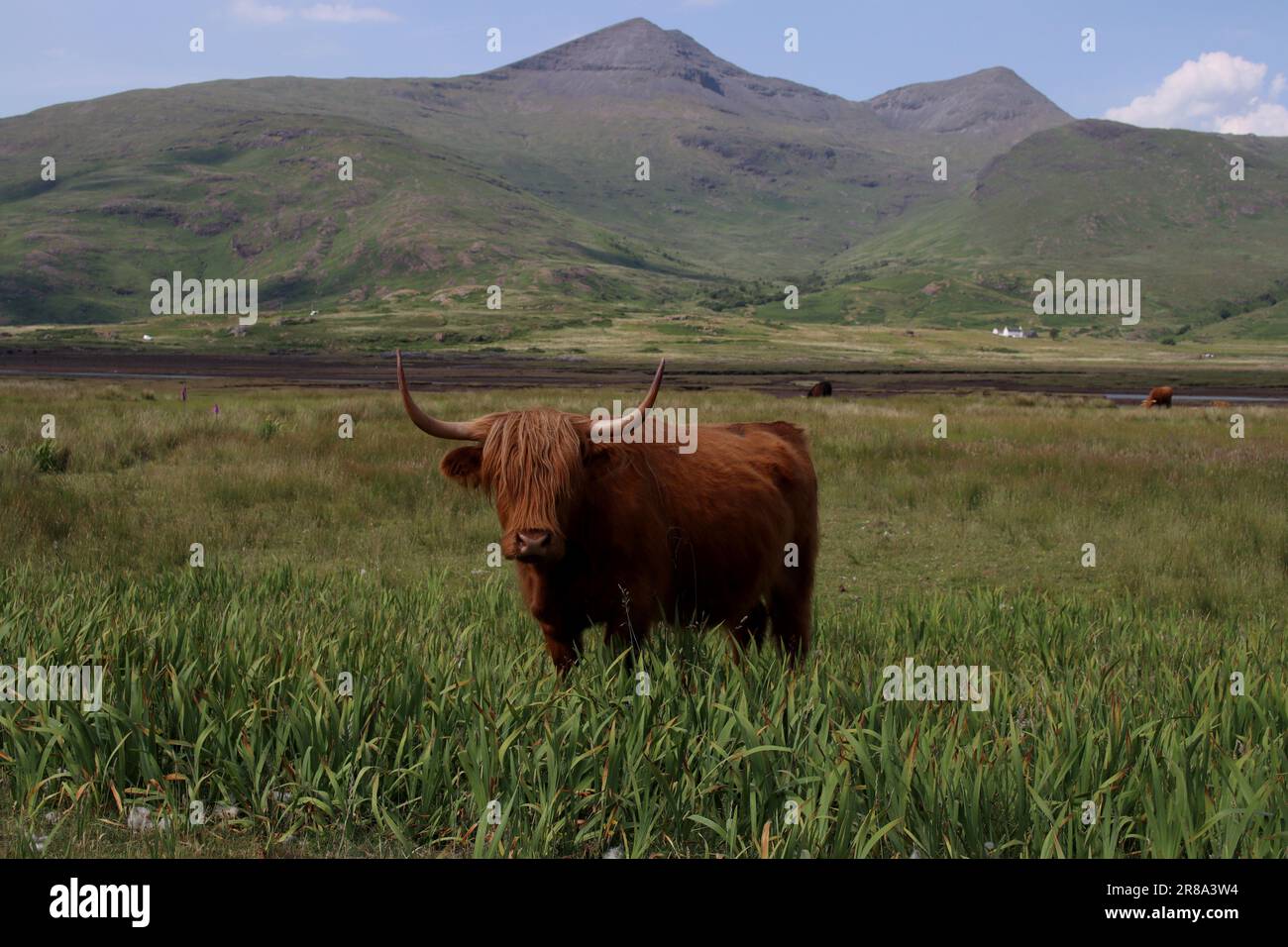 Highland cow on Isle of Mull Stock Photo - Alamy