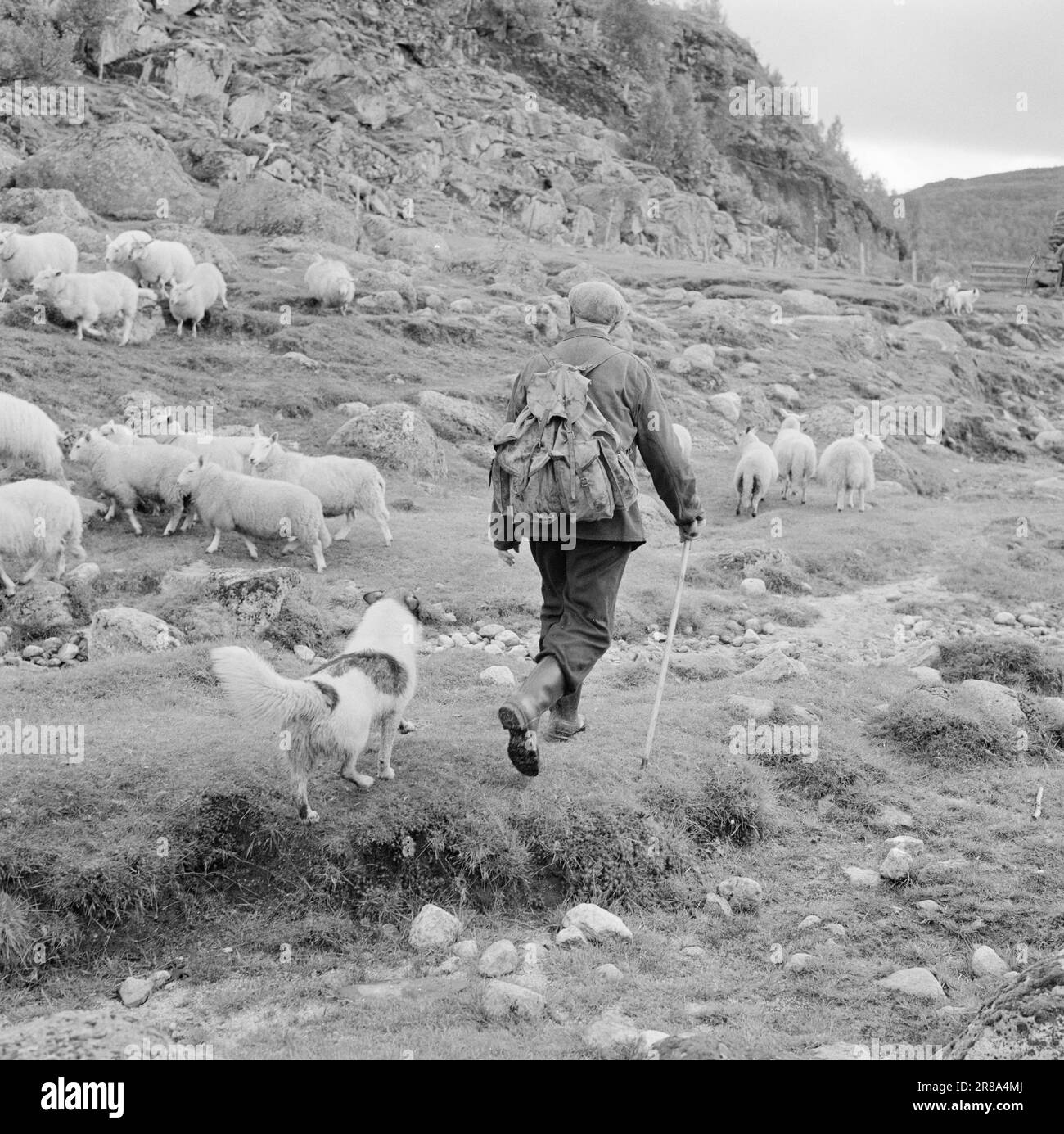 Dogs at attention Black and White Stock Photos & Images - Alamy