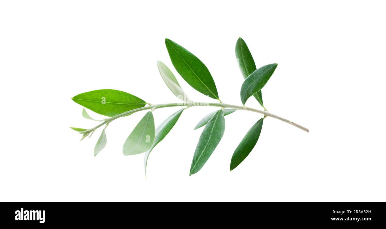 Fresh olive branch leaves isolated on white background Stock Photo - Alamy