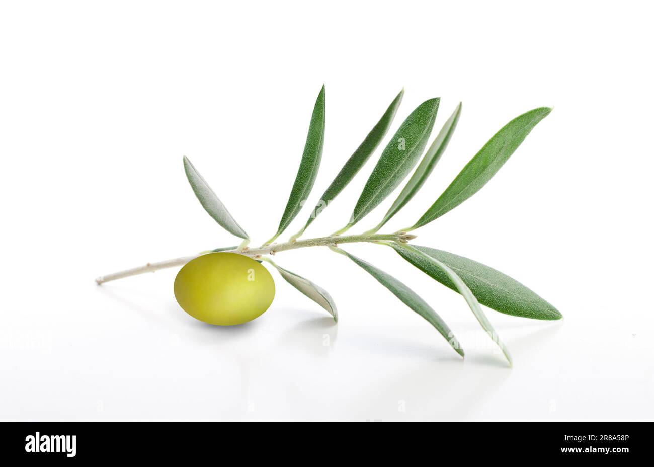 Fresh olive branch leaves isolated on white background Stock Photo - Alamy