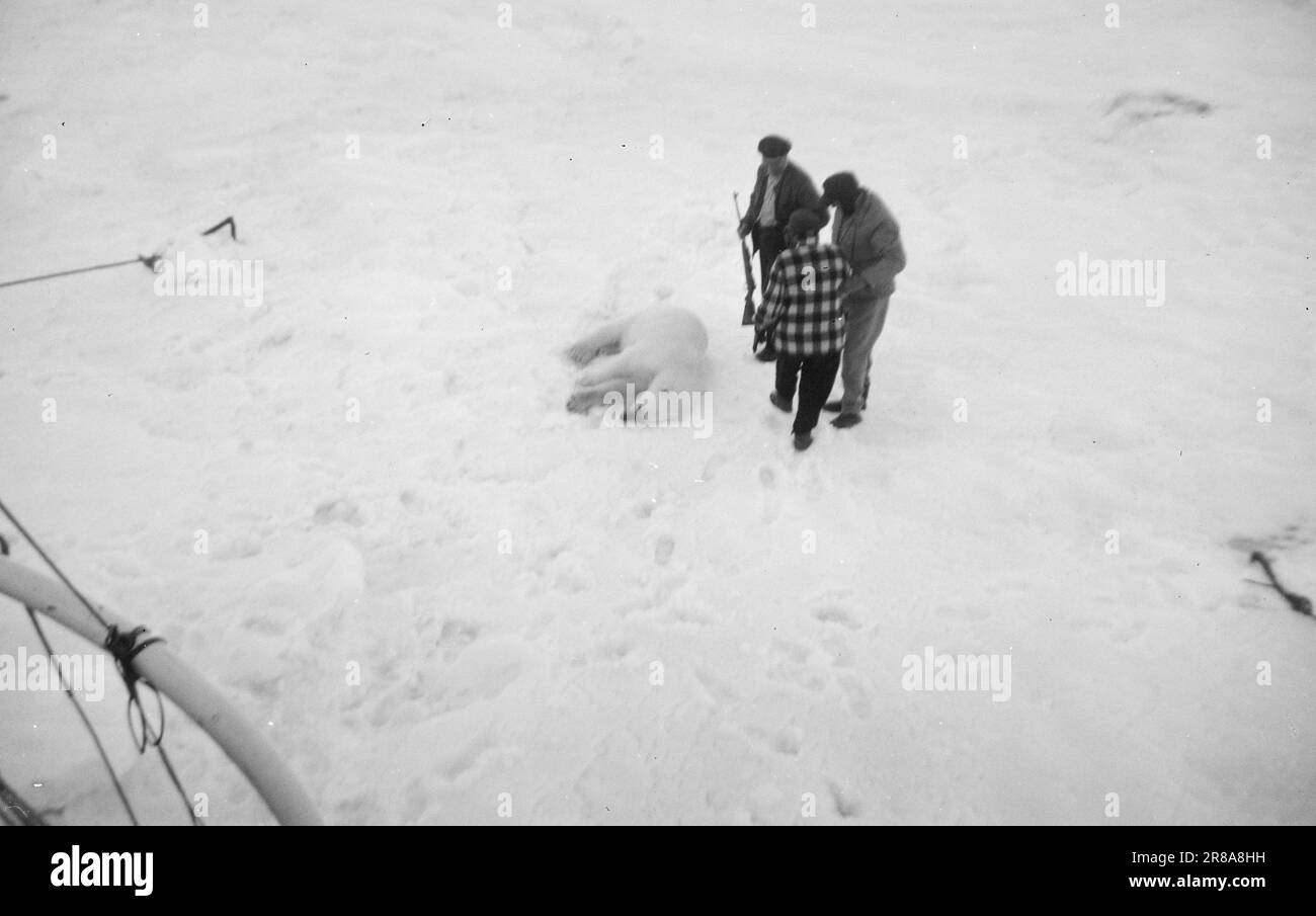 Actual 34-2-1960: Gross animal cruelty The tourists' polar bear hunt: In summer, wealthy tourists go to Svalbard on the 'Arctic Safari' with the Tromsø schooner 'Havella'. Up there, they have fun shooting polar bears. But many of the 'hunters' have little shooting skill, so bears are injured. The 'hunters' also go after half-grown animals and orphaned bear cubs. Is this animal cruelty worthy of our tourist traffic?  Photo: Nils-Petter Berg Justesen / Aktuell / NTB ***PHOTO NOT IMAGE PROCESSED*** Stock Photo