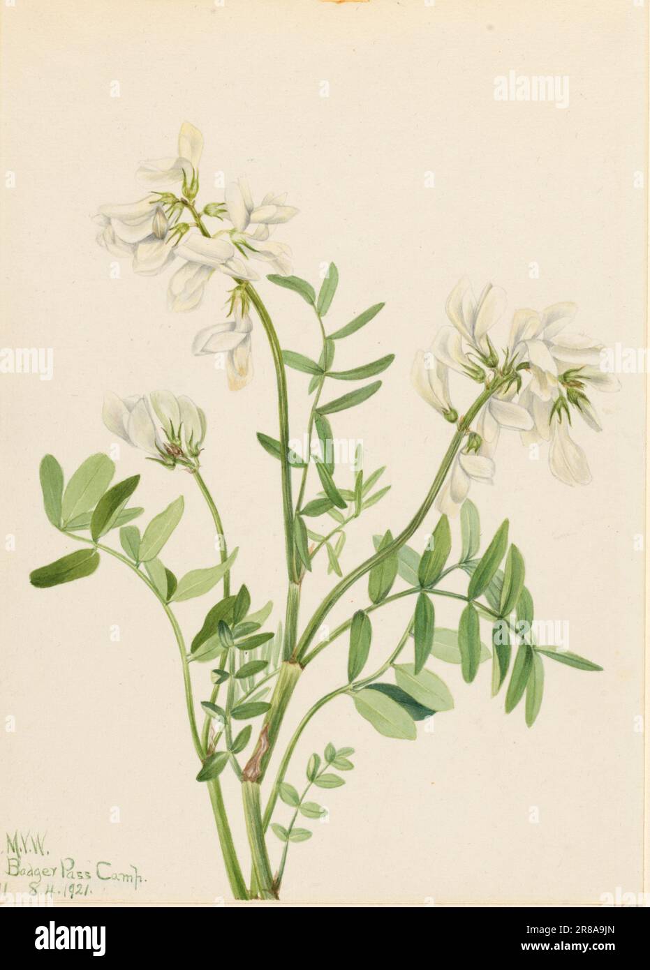 Sweetvetch (Hedysarum mackenzii) 1921 by Mary Vaux Walcott, born Philadelphia, PA 1860-died St. Andrews, New Brunswick, Canada 1940 Stock Photo