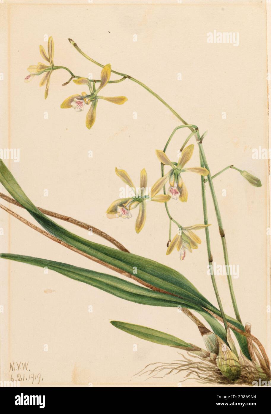 Tampa Epidendrum (Epidendrum tampense) 1919 by Mary Vaux Walcott, born Philadelphia, PA 1860-died St. Andrews, New Brunswick, Canada 1940 Stock Photo