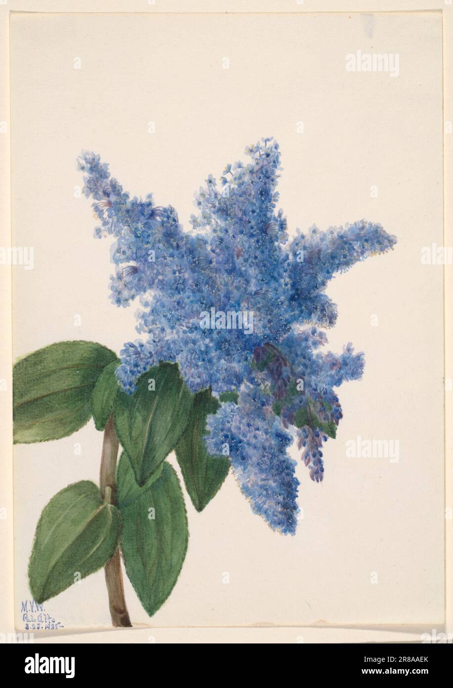 California Lilac (Ceanothus thyrsiflorus) 1935 by Mary Vaux Walcott, born Philadelphia, PA 1860-died St. Andrews, New Brunswick, Canada 1940 Stock Photo