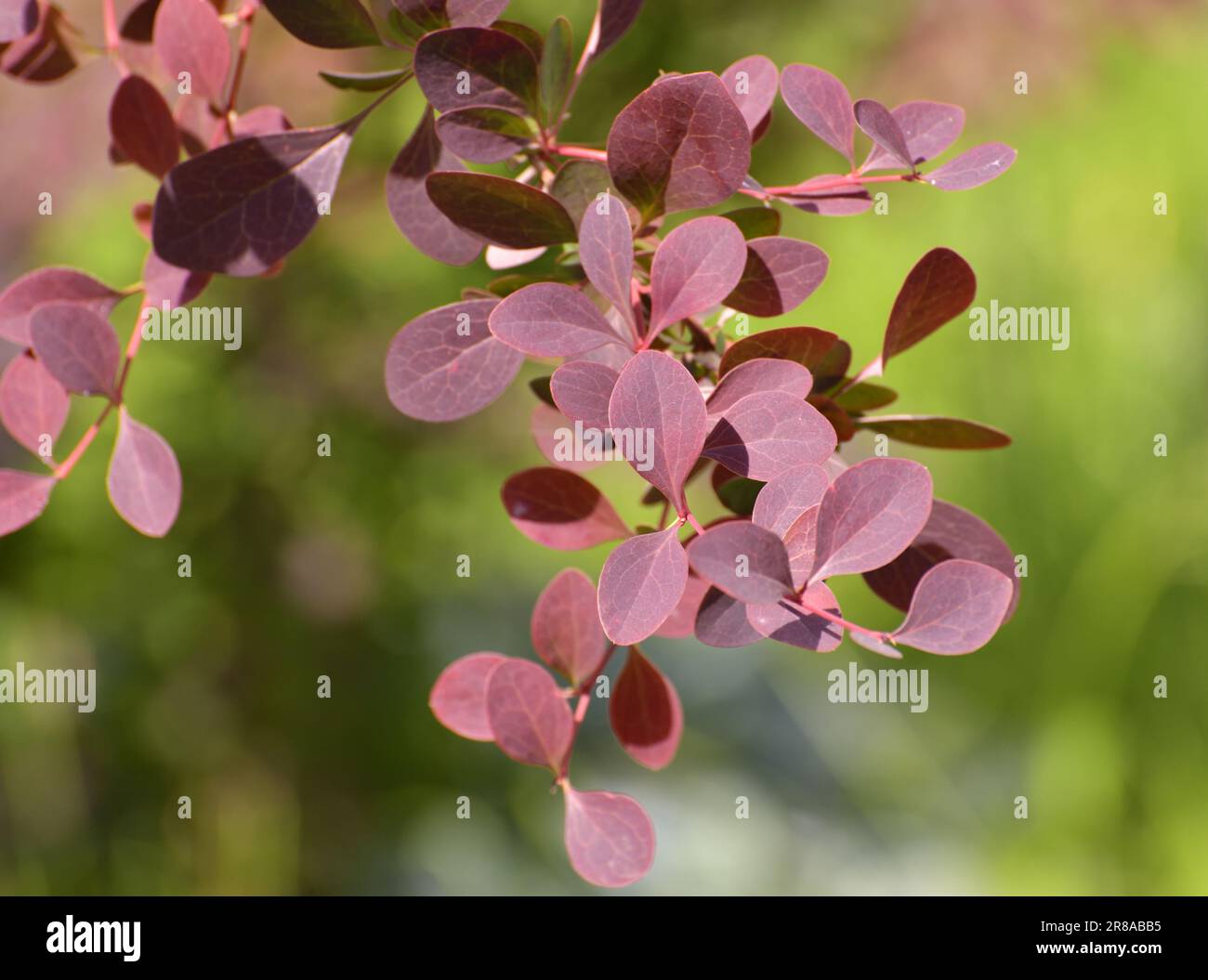 Berberis x ottawensis ornamental shrub used in a landscaping Stock