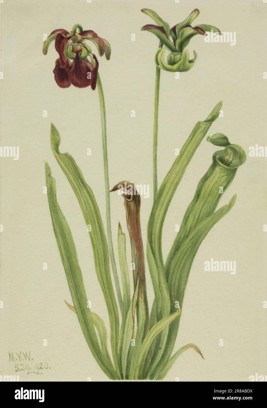 Sweet Pitcherplant (Sarracenia rubra) 1920 by Mary Vaux Walcott, born Philadelphia, PA 1860-died St. Andrews, New Brunswick, Canada 1940 Stock Photo