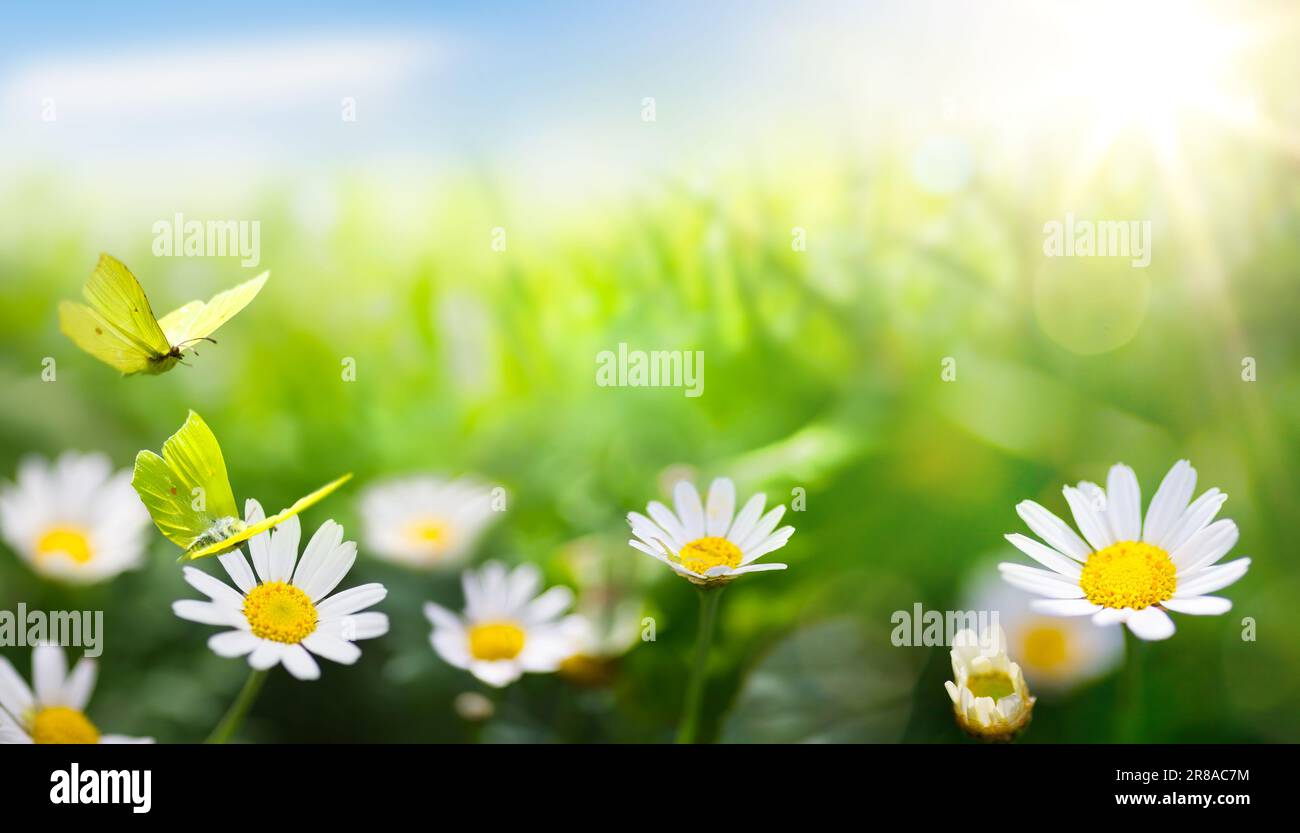 art abstract; Beautiful summer background with fresh green grass and ...