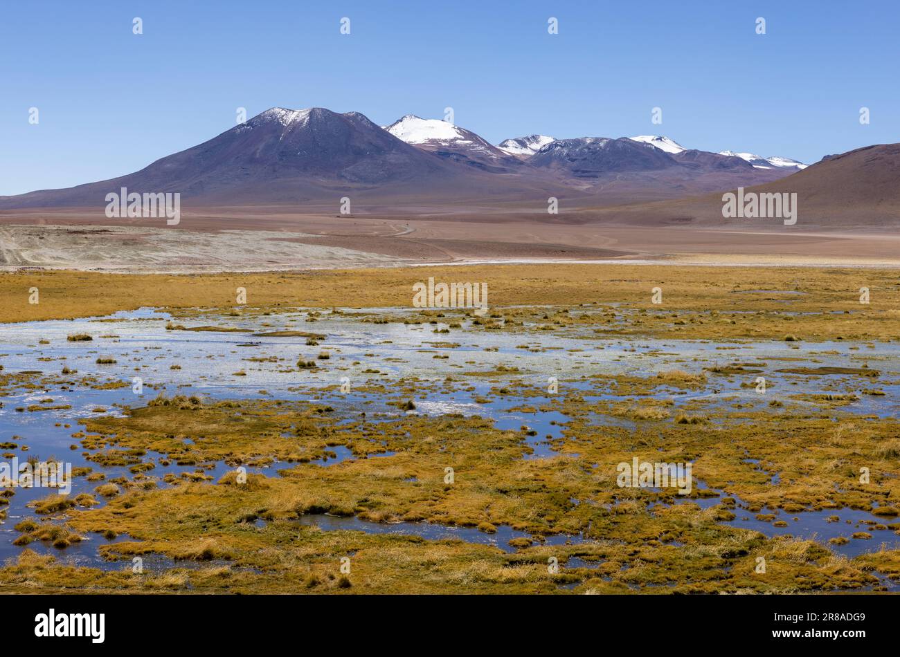 Discovering the scenic wetlands Vado Rio Putana between San Pedro de Atacama and the geysers of El Tatio in the Atacama desert in Chile, South America Stock Photo