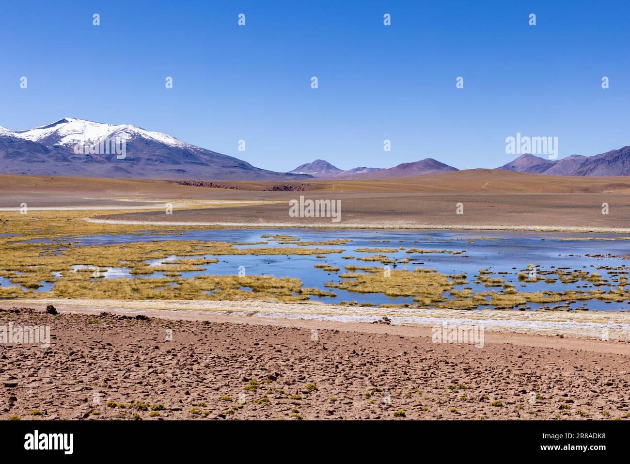 Discovering the scenic wetlands Vado Rio Putana between San Pedro de Atacama and the geysers of El Tatio in the Atacama desert in Chile, South America Stock Photo
