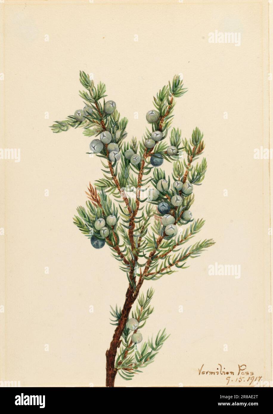 Mountain Juniper (Juniperus sibirica) 1917 by Mary Vaux Walcott, born Philadelphia, PA 1860-died St. Andrews, New Brunswick, Canada 1940 Stock Photo